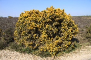 Gorse bush